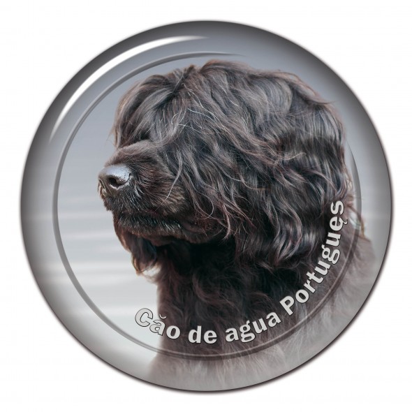 Portuguese Water Dog 