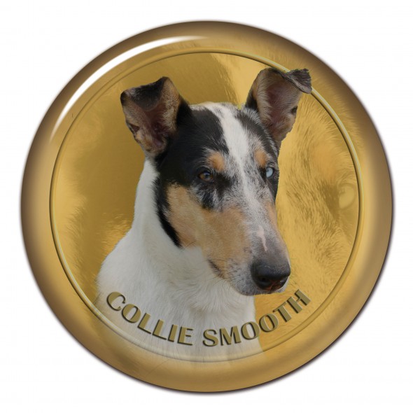 Collie Smooth