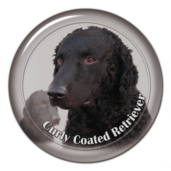 Curly Coated Retriever
