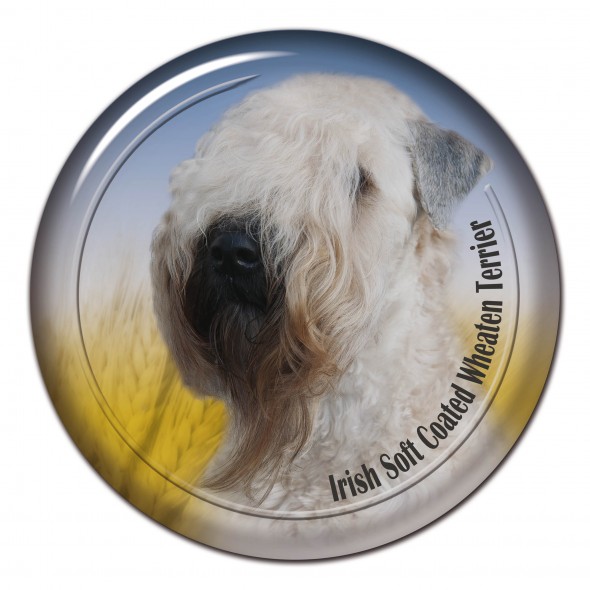 Irish Soft Coated Wheaten Terrier