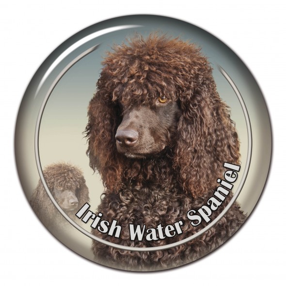 Irish Water Spaniel