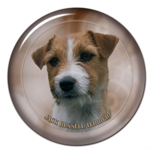 Jack Russell Terrier