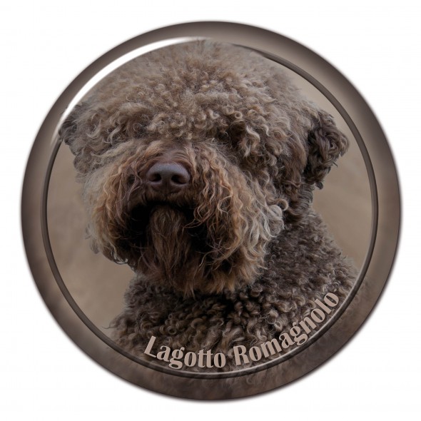 Lagotto Romagnolo