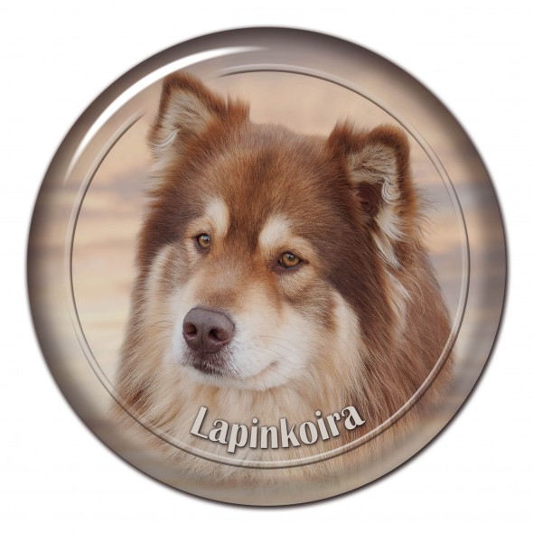 Finnish Lapphund