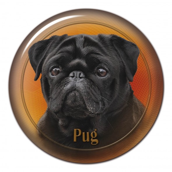 Pug