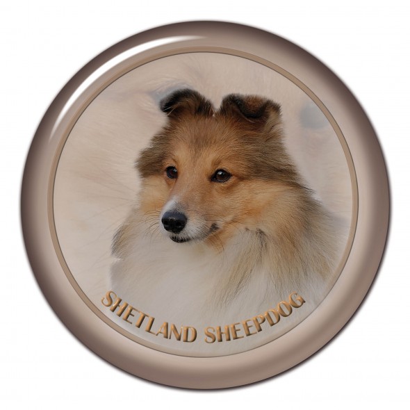 Shetland Sheepdog