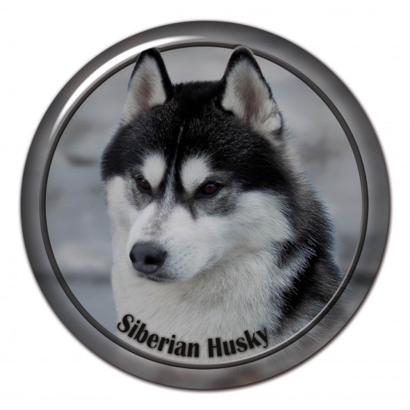 Siberian Husky